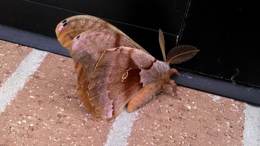 026 2017-06270859 Northborough, MA.jpg - Giant Silkworm Moth (Antheraea polyphemus). Wegman's, Northborough, MA, 6-27-2017